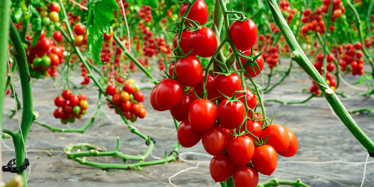Syngenta invita i produttori a uno speciale Open Day sul pomodoro siciliano